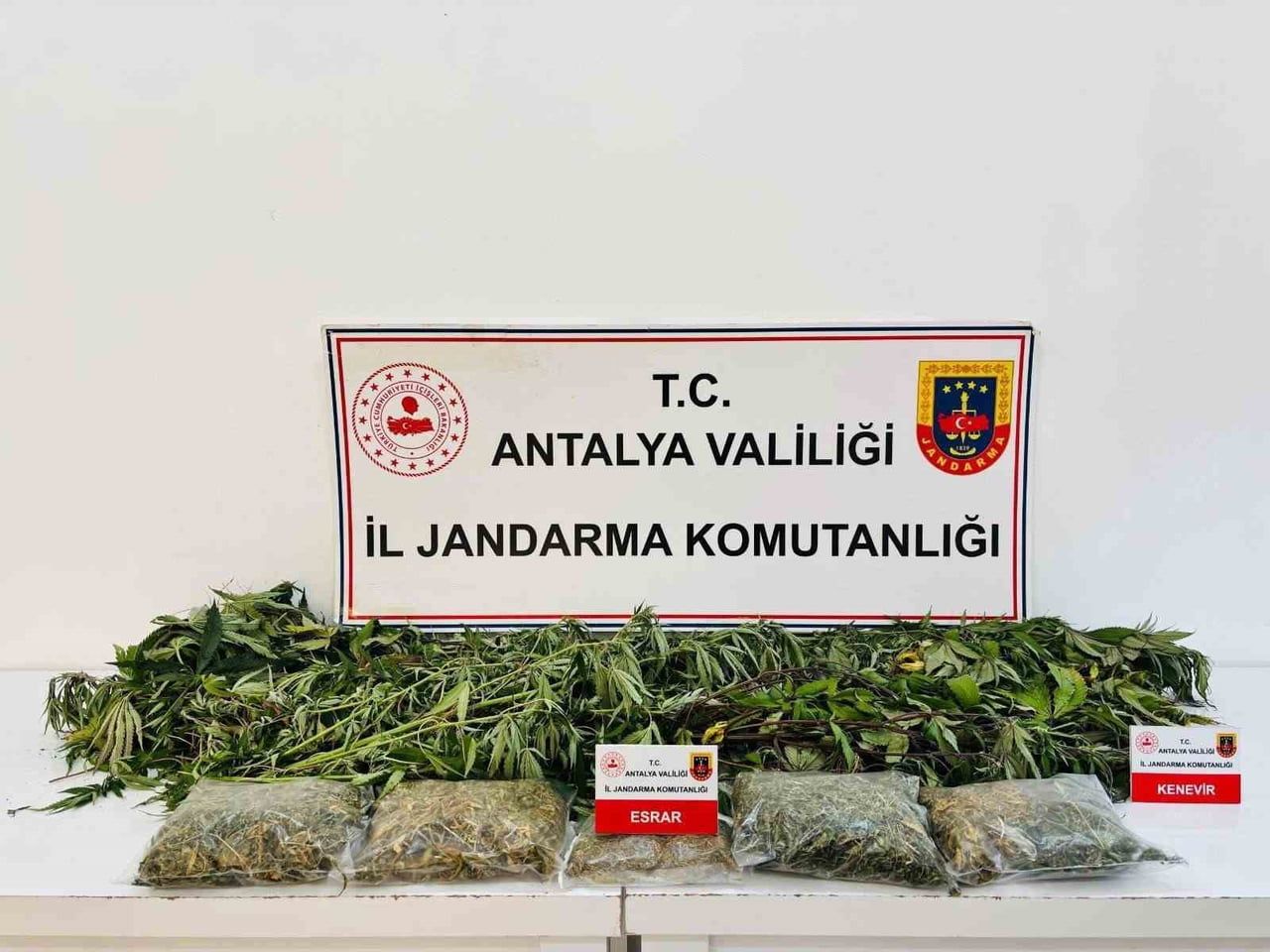 ANTALYA'NIN ALANYA İLÇESİNDE DÜZENLENEN UYUŞTURUCU OPERASYONUNDA 24 KÖK KENEVİR BİTKİSİ İLE 2 KİLO...