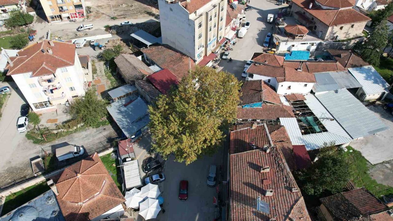 PAZAR İLÇESİNDE 1884 YILINDA DİKİLEN VE 2010 YILINDA ANIT AĞAÇ OLARAK TESCİLLENEN ÇINAR, YOLUN...