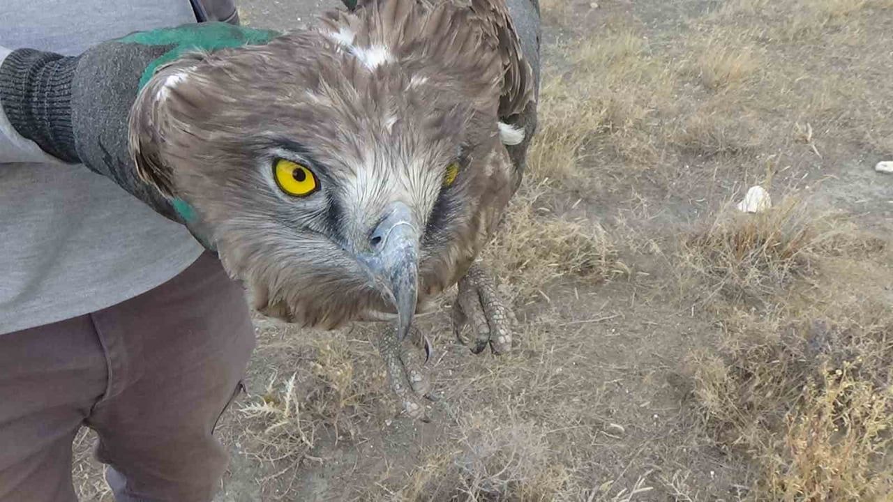 KONYA’NIN KARAPINAR İLÇESİNDE ARAZİDE YARALI VE UÇAMAZ HALDE BULUNAN YILAN KARTALINA, KARAPINAR...