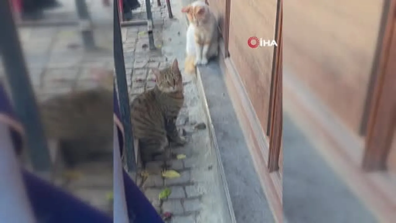 Edirne'de ilginç anlar: İki kedi farenin başında böyle bekledi