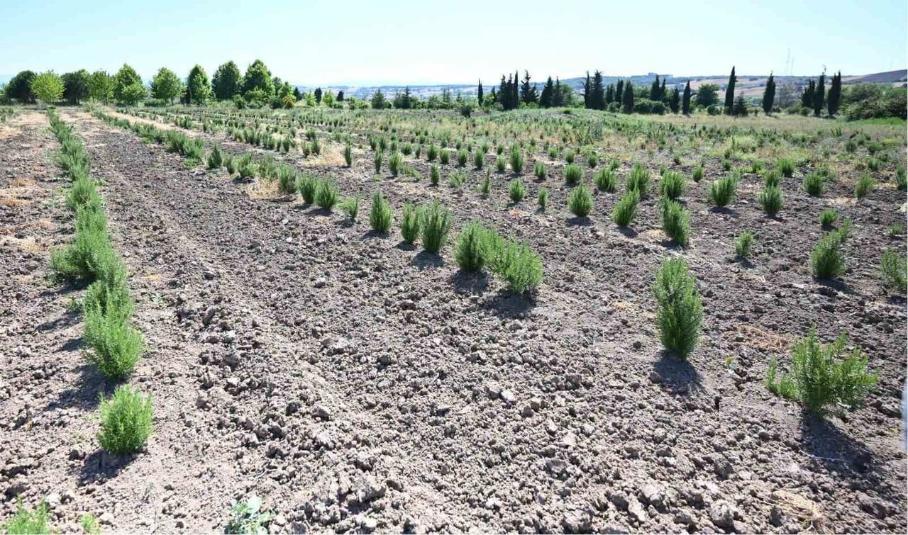 SAMSUN’DA ORMAN KÖYLÜLERİ TARAFINDAN ÜRETİLEN VEYA DOĞADAN TOPLANAN KARAYEMİŞ, AHLAT, DEFNE, MAVİ...