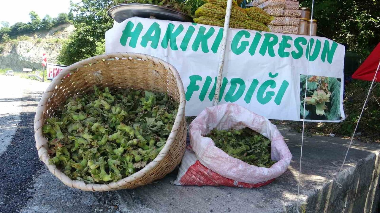 GİRESUN'DA YENİ SEZON FINDIK HASADI ÖNCESİ ÜRETİCİLER, KARADENİZ SAHİL YOLU GÜZERGÂHINDA...