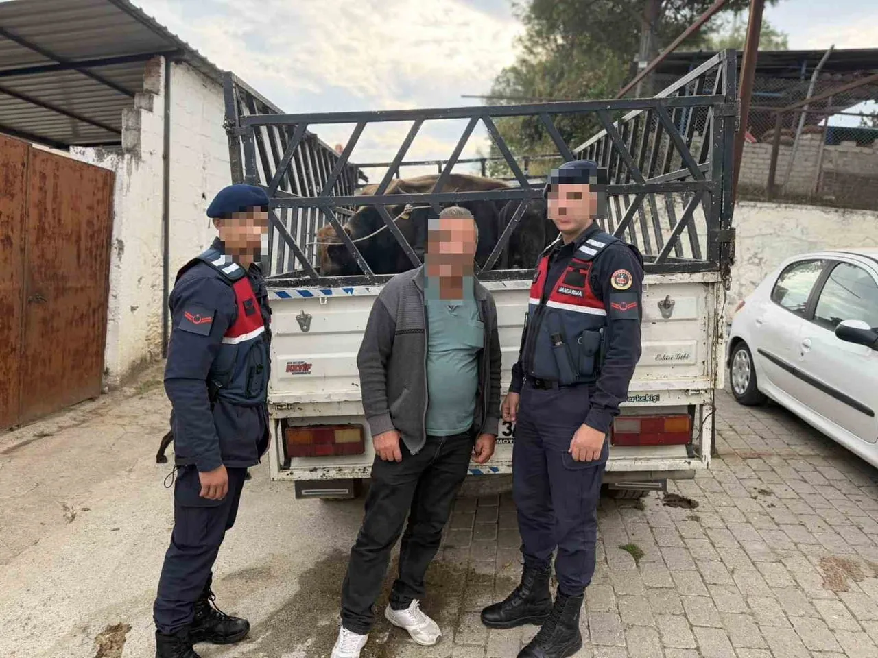 KOÇARLI’DA ÇALDIĞI BÜYÜKBAŞ HAYVANLARI SATAN ŞÜPHELİ TUTUKLANDI