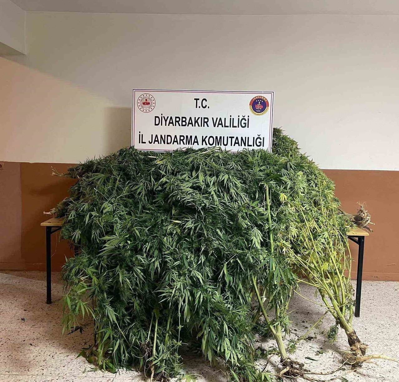 DİYARBAKIR’DA JANDARMA EKİPLERİNCE DÜZENLENEN OPERASYONLARDA, 57 BİN 702 KÖK KENEVİR, 2 KİLO 269...