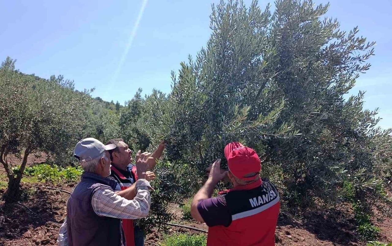 MANİSA İL TARIM VE ORMAN MÜDÜRLÜĞÜ'NE BAĞLI AKHİSAR İLÇE MÜDÜRLÜĞÜ TEKNİK EKİPLERİ, KARABÖRKLÜ...