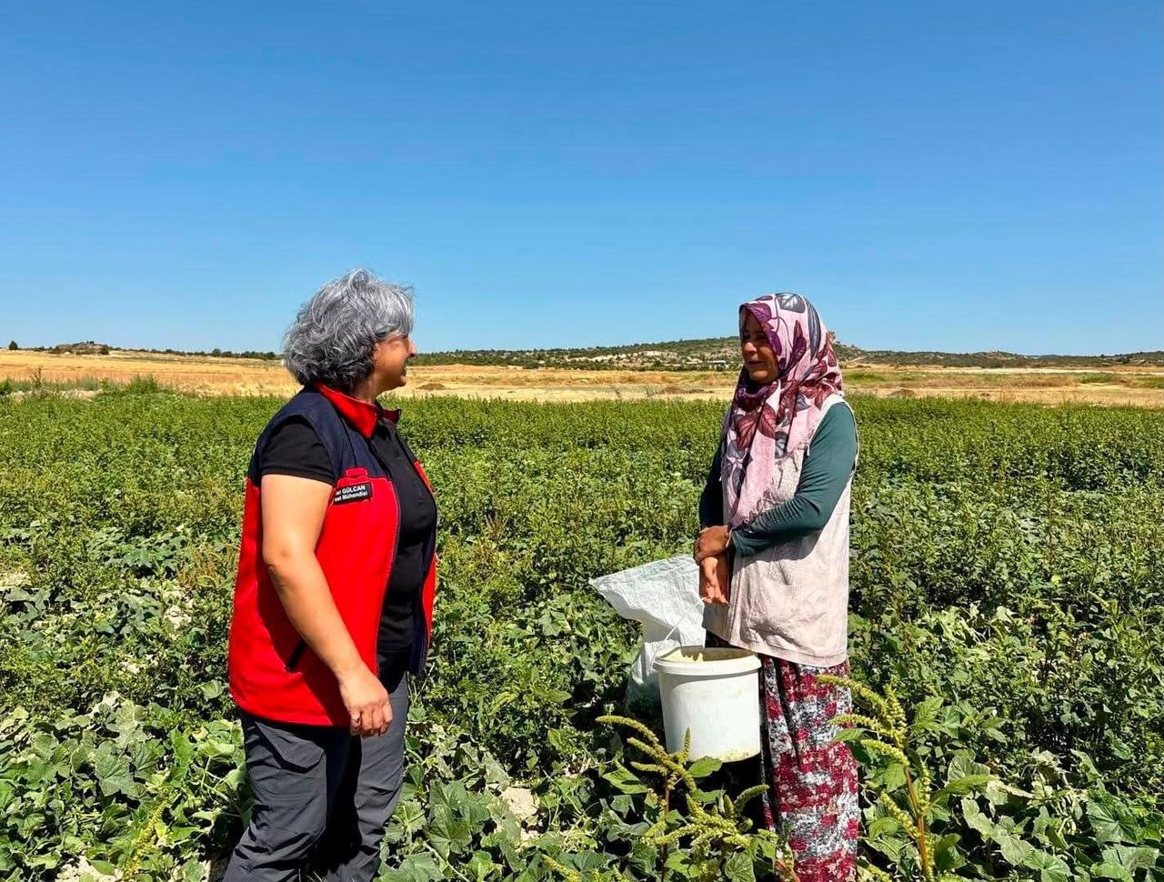AFYONKARAHİSAR’IN İHSANİYE İLÇESİNDE TURŞULUK SALATALIK HASADI DEVAM EDİYOR.