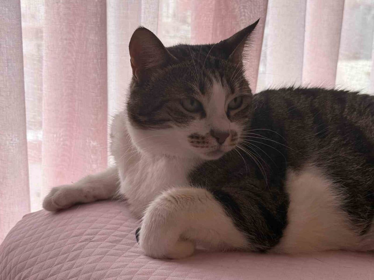 HIRÇIN KEDİ MUCİZE
