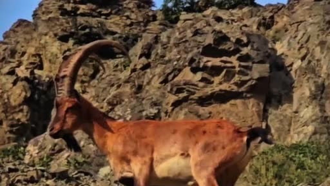 Tortum’da yabani dağ keçileri böyle görüntülendi