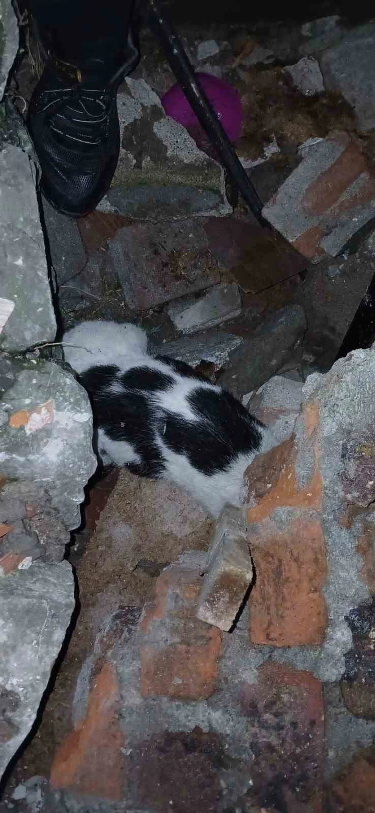 ZONGULDAK(İHA)-ZONGULDAK’TA 3 KATLI BİNANIN ENKAZINDAN 6 GÜN SONRA BİR KEDİ SAĞ OLARAK...
