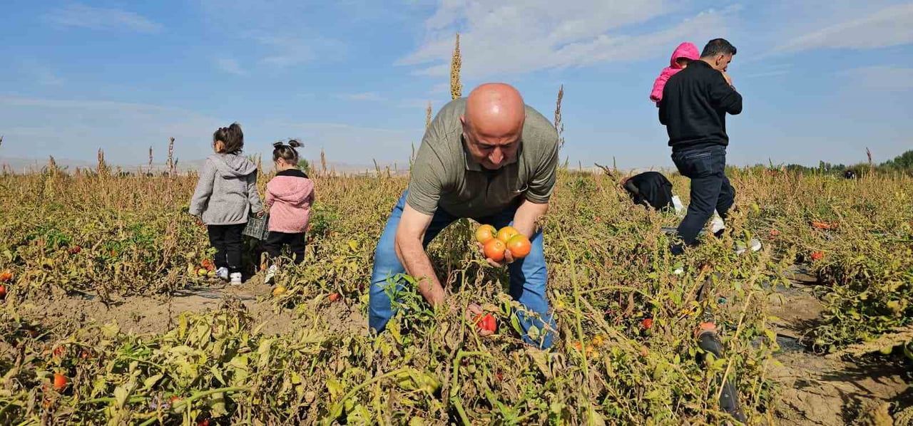 MUŞ’UN HASKÖY İLÇESİNE BAĞLI DÜZKIŞLA BELDESİNDE EKİLEN BOSTANA GELEN VATANDAŞLAR; DOMATES, BİBER...