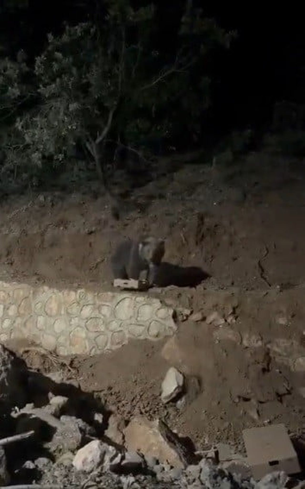 OVACIK'IN SEVİMLİ KONUĞU AYI YİNE GÖRÜNTÜLENDİ