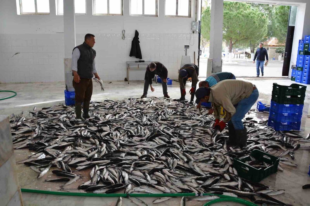 MUĞLA’NIN İHRACATINDA SU ÜRÜNLERİ, ZEYTİN VE MADENCİLİK ÖNE ÇIKIYOR