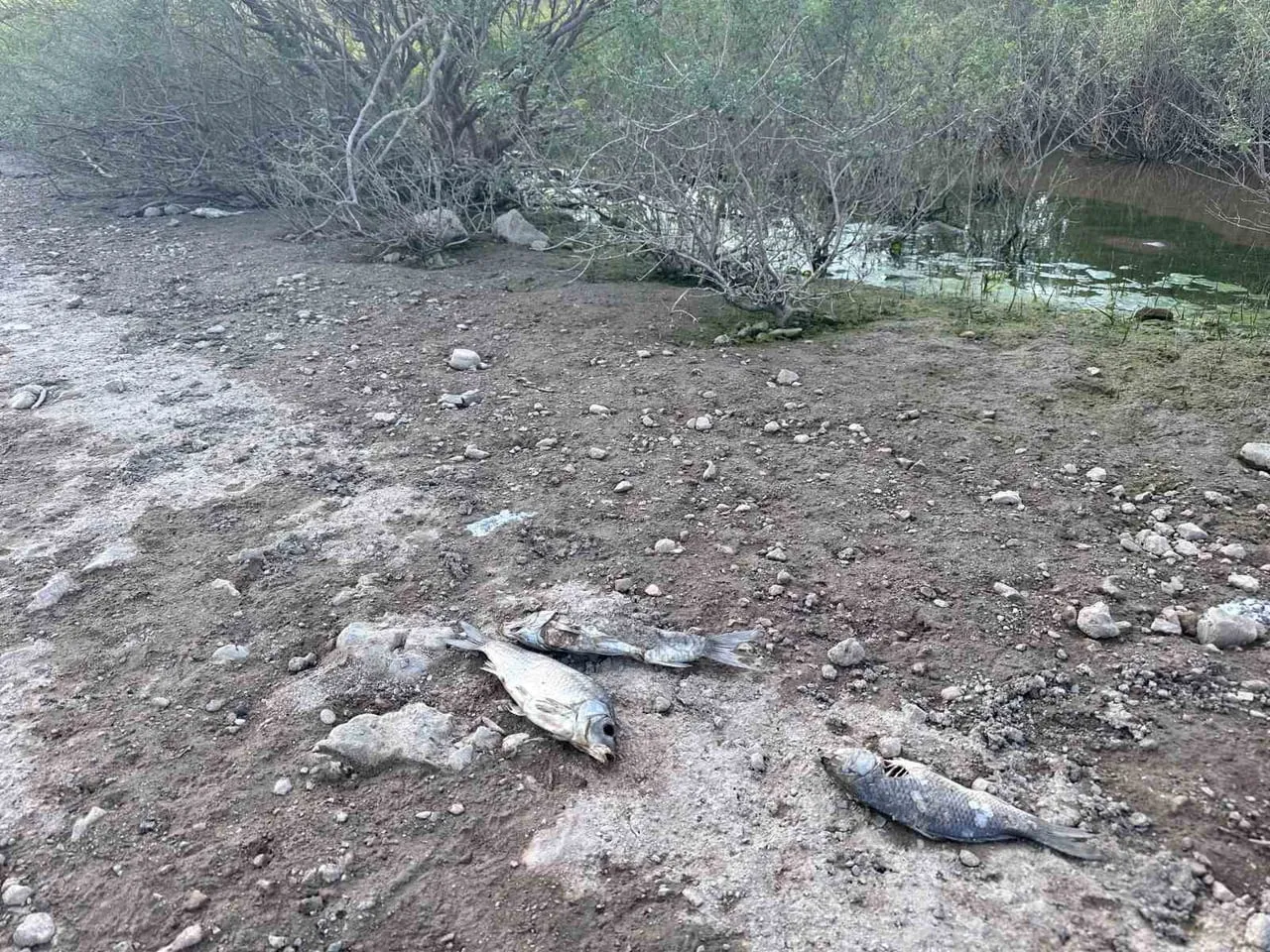 ÇANAKKALE'NİN AYVACIK İLÇESİNDEKİ AYVACIK BARAJI'NDA YAŞANAN BALIK ÖLÜMLERİYLE İLGİLİ İLÇE TARIM...