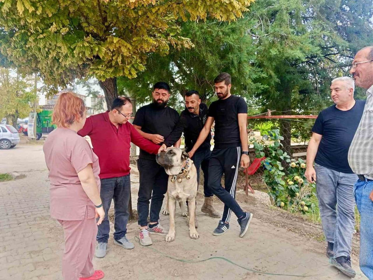 AFYONKARAHİSAR’IN BAŞMAKÇI İLÇESİNDE EVCİL HAYVANLARIN KAYIT ALTINA ALINMASI VE KİMLİKLENDİRİLMESİ...