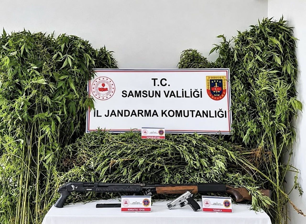 SAMSUN’UN SALIPAZARI İLÇESİNDE JANDARMA EKİPLERİNCE DÜZENLENEN OPERASYONDA 756 KÖK KENEVİR BİTKİSİ...