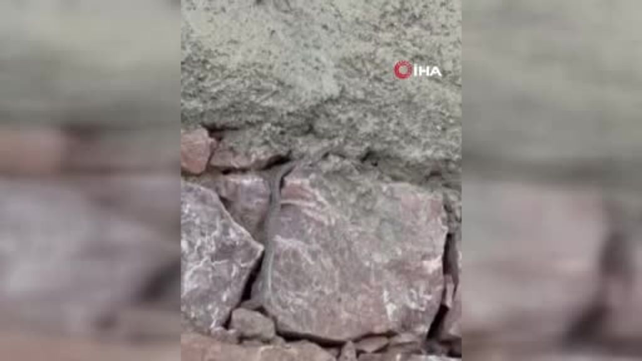 Yüksekova'da yılanlar bir evin kabusu oldu