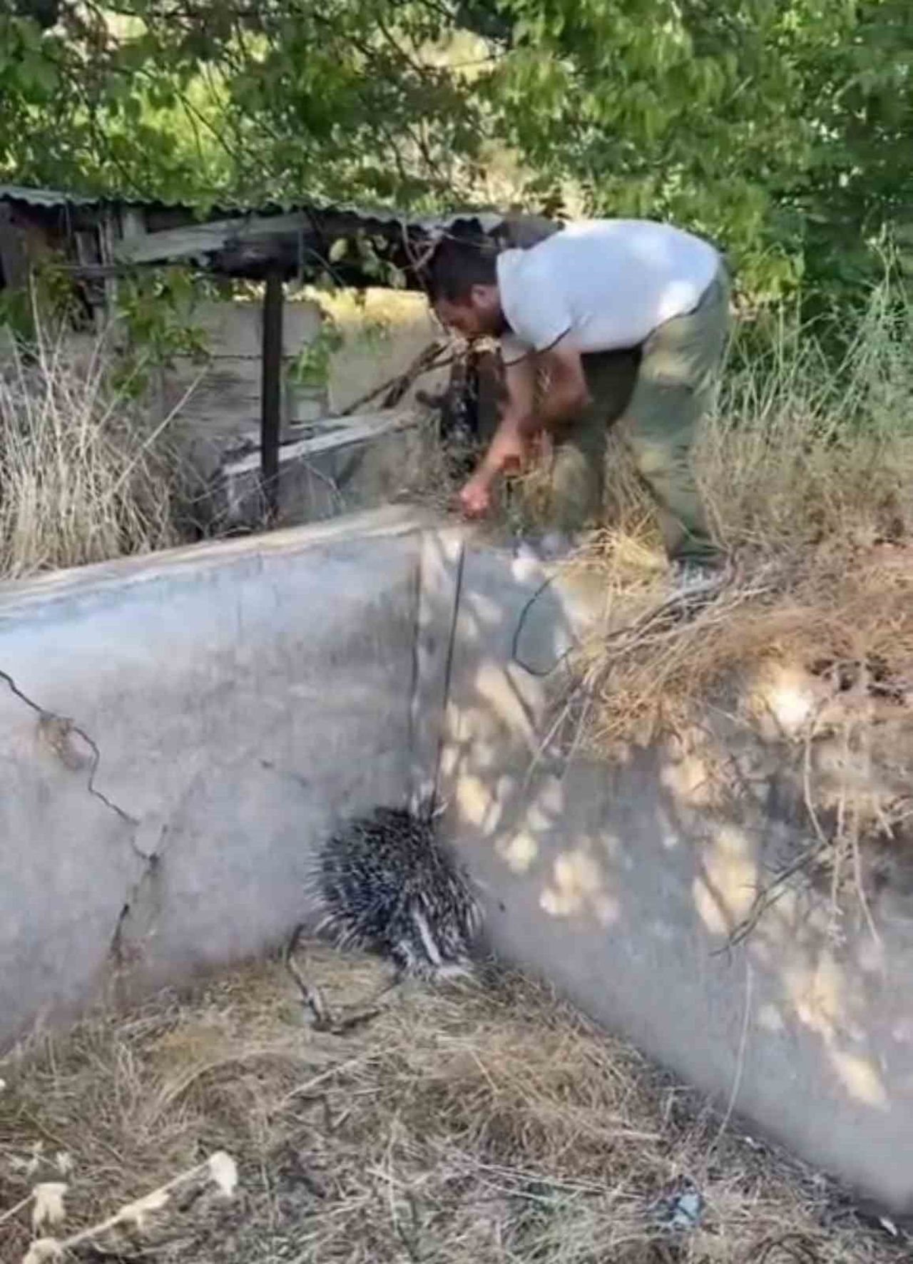 ELAZIĞ'IN HARPUT BÖLGESİNE BOŞ SULAMA HAVUZUNA DÜŞEREK MAHSUR KALAN, NESLİ TÜKENME TEHLİKESİ...