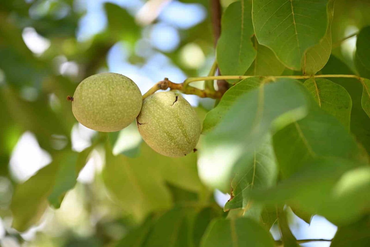 KAHRAMANMARAŞ’IN AVRUPA BİRLİĞİ (AB) TESCİLLİ COĞRAFİ İŞARETLİ CEVİZİN HASADINA...
