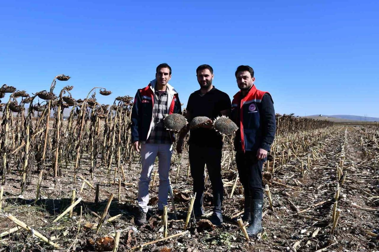 BAYBURT’TA AYÇİÇEĞİ TARLALARINDA HASAT KONTROLLERİ YAPILDI