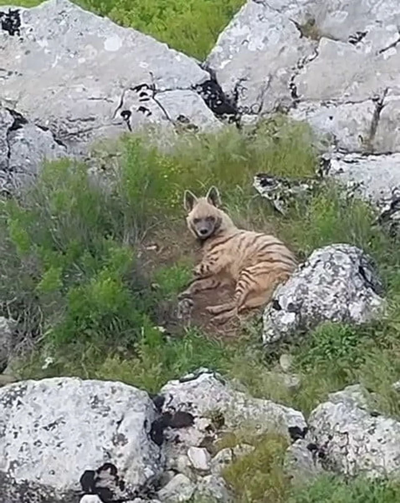 ADIYAMAN’IN GÖLBAŞI İLÇESİNE BAĞLI AKÇAKAYA KÖYÜ KIRSALINDA, NESLİ TÜKENME TEHLİKESİ ALTINDA...