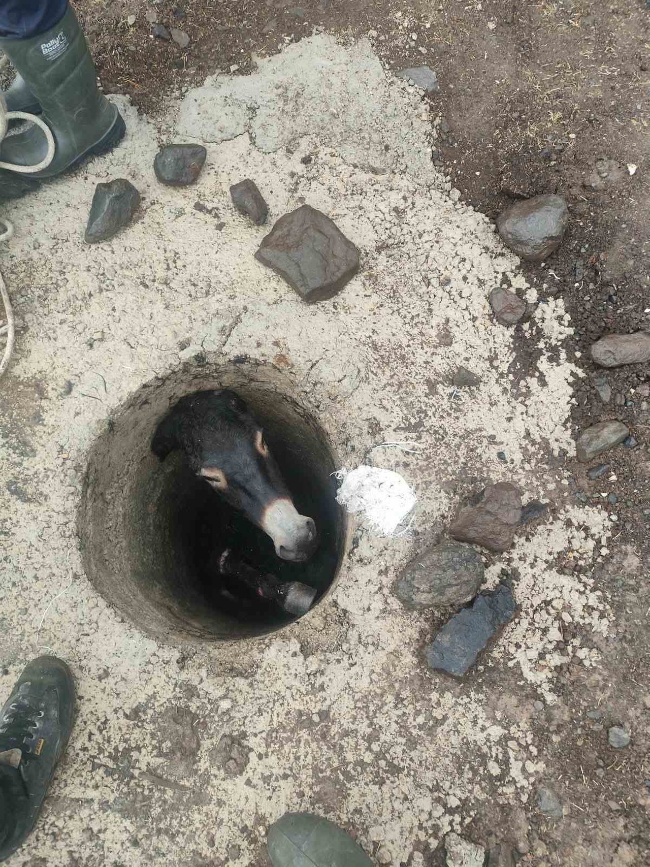 ELAZIĞ’DA KUYUYA DÜŞEN EŞEK, İTFAİYE EKİPLERİ TARAFINDAN KURTARILDI