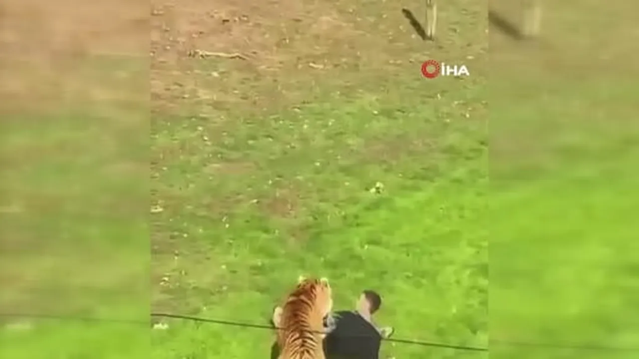 İngiltere’nin Doncaster kenti yakınlarındaki Yorkshire Yaban Hayatı Parkı’nda kaplanların...