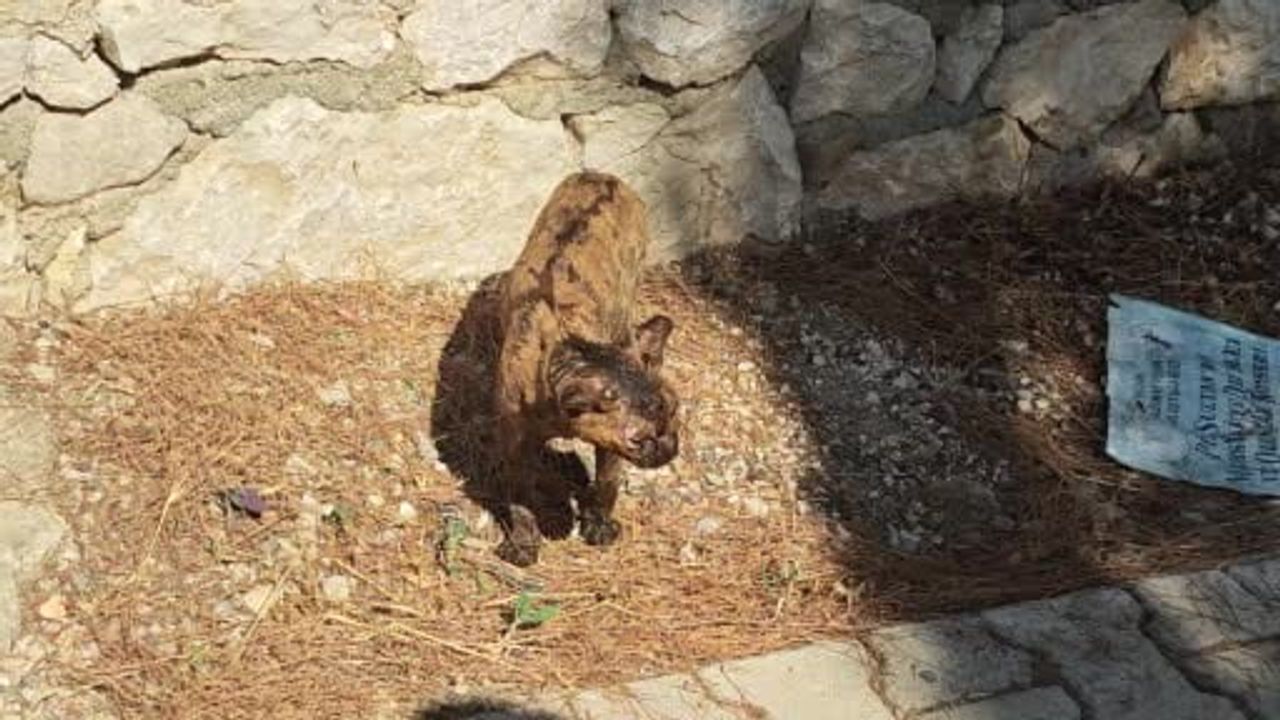 Kumluca'da sokak kedisi orman yangından kurtarıldı
