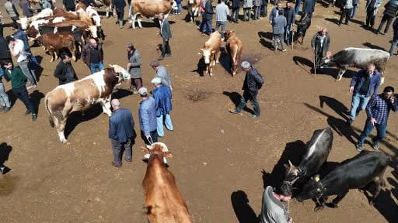 Ağrı'da 1 tonluk "Barbaros" 450 bin liradan satışa çıktı