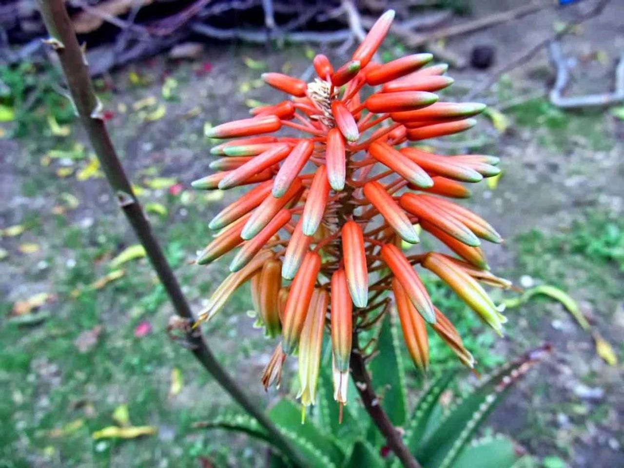 Aloe Vera bitkisi çiçek açar mı, açmaz mı