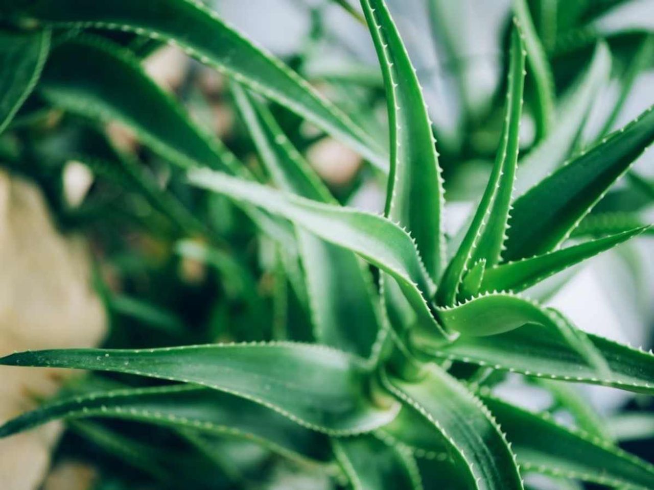 Aloe Vera bitkisi çiçek açar mı, açmaz mı