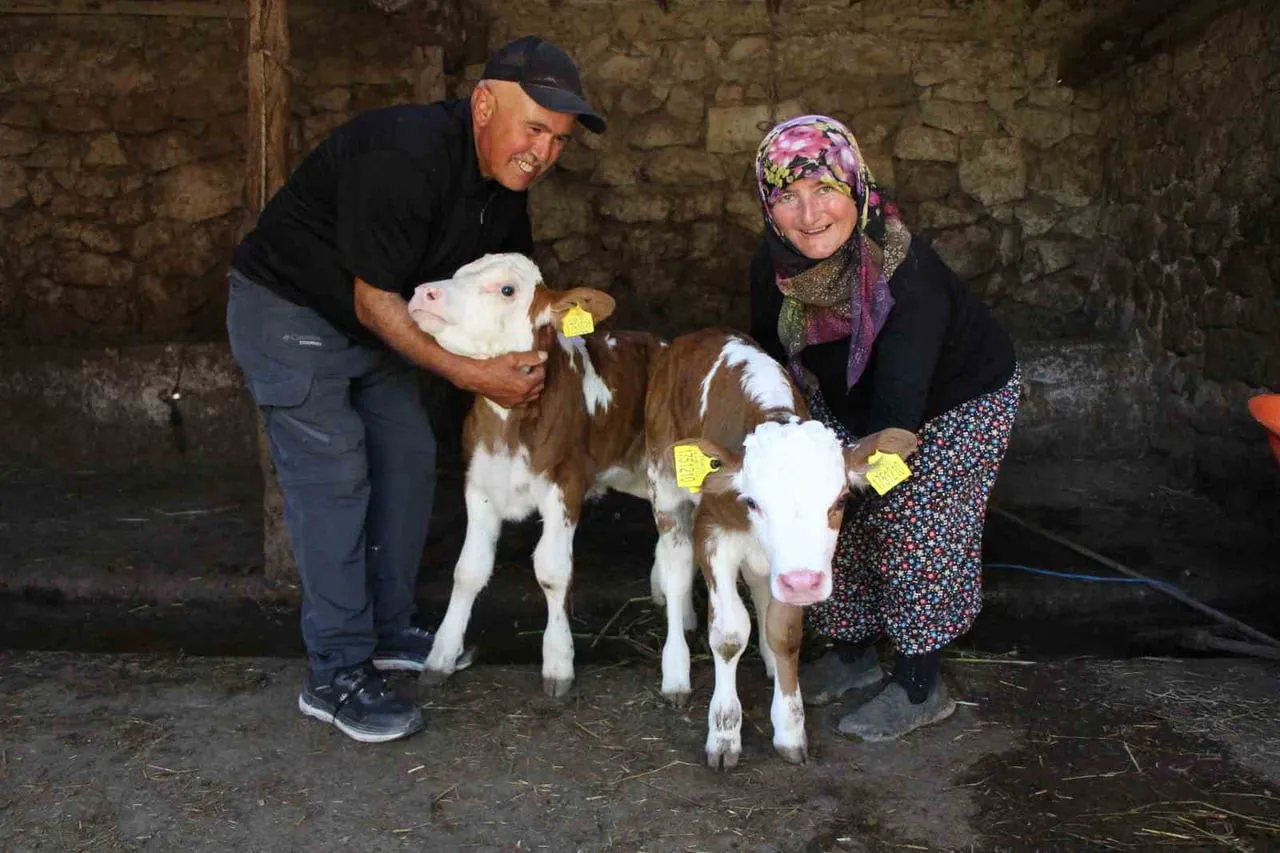 AMASYA’DA HAYVANCILIK YAPAN ÇİFT, 3’ER GÜN ARAYLA DOĞAN BUZAĞILARINA HAYRANI OLDUKLARI ŞARKICI...