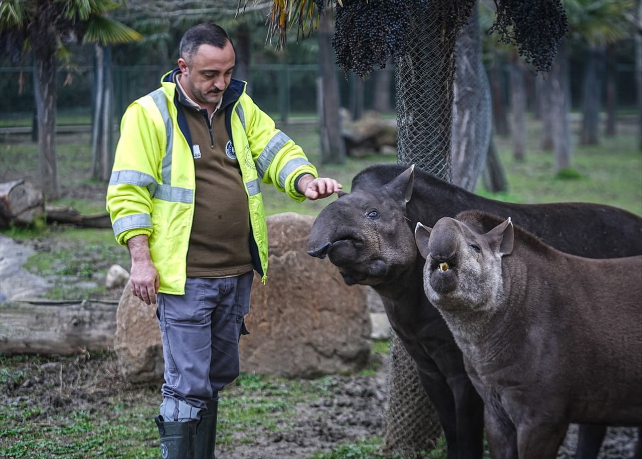 Ana vatanı Güney Amerika olan tapirler, Bursa Hayvanat Bahçesi'nde kış aylarında uygulanan...