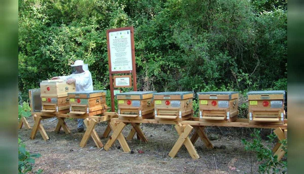arıcılık püf noktaları