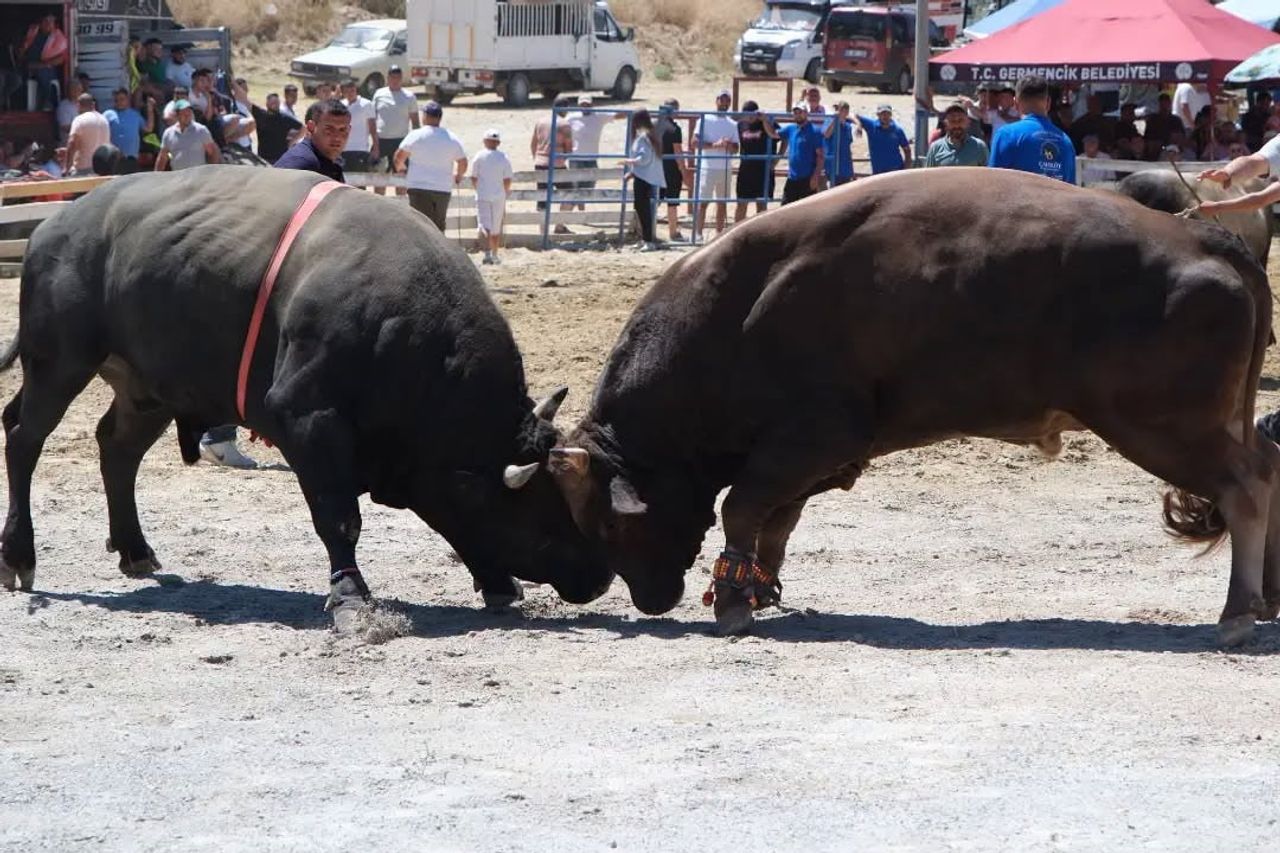 AYDIN'IN GERMENCİK İLÇESİNDE DÜZENLENEN 7'NCİ GELENEKSEL BOĞA GÜREŞİ FESTİVALİ, EGE BÖLGESİ'NİN...