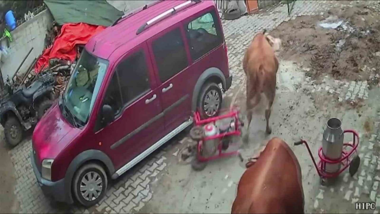 AMASYA’DA İNEKLERİN PEŞİNDEN KOMŞU AHIRA GİREN ÖFKELİ BOĞA ÇIKIŞTA PEŞİNE TAKTIĞI SÜT SAĞIM...