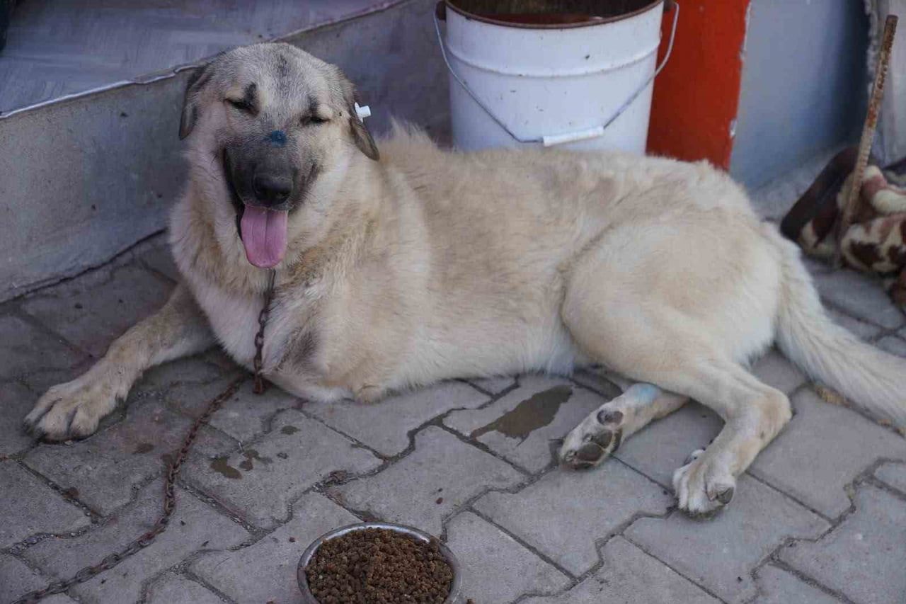 SOL BACAĞI AMPUTE EDİLEN 'YAMAN' İSİMLİ KÖPEK, BARINAKTAKİ REHABİLİTASYON SÜRECİNİN ARDINDAN YURT...