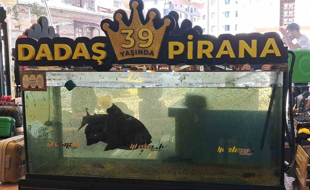 "DADAŞ PİRANA" OLARAK BİLİNEN YAKLAŞIK 4 KİLOGRAM AĞIRLIĞINDA 60 SANTİMETRE BOYUNDAKİ PİRANA, 39...