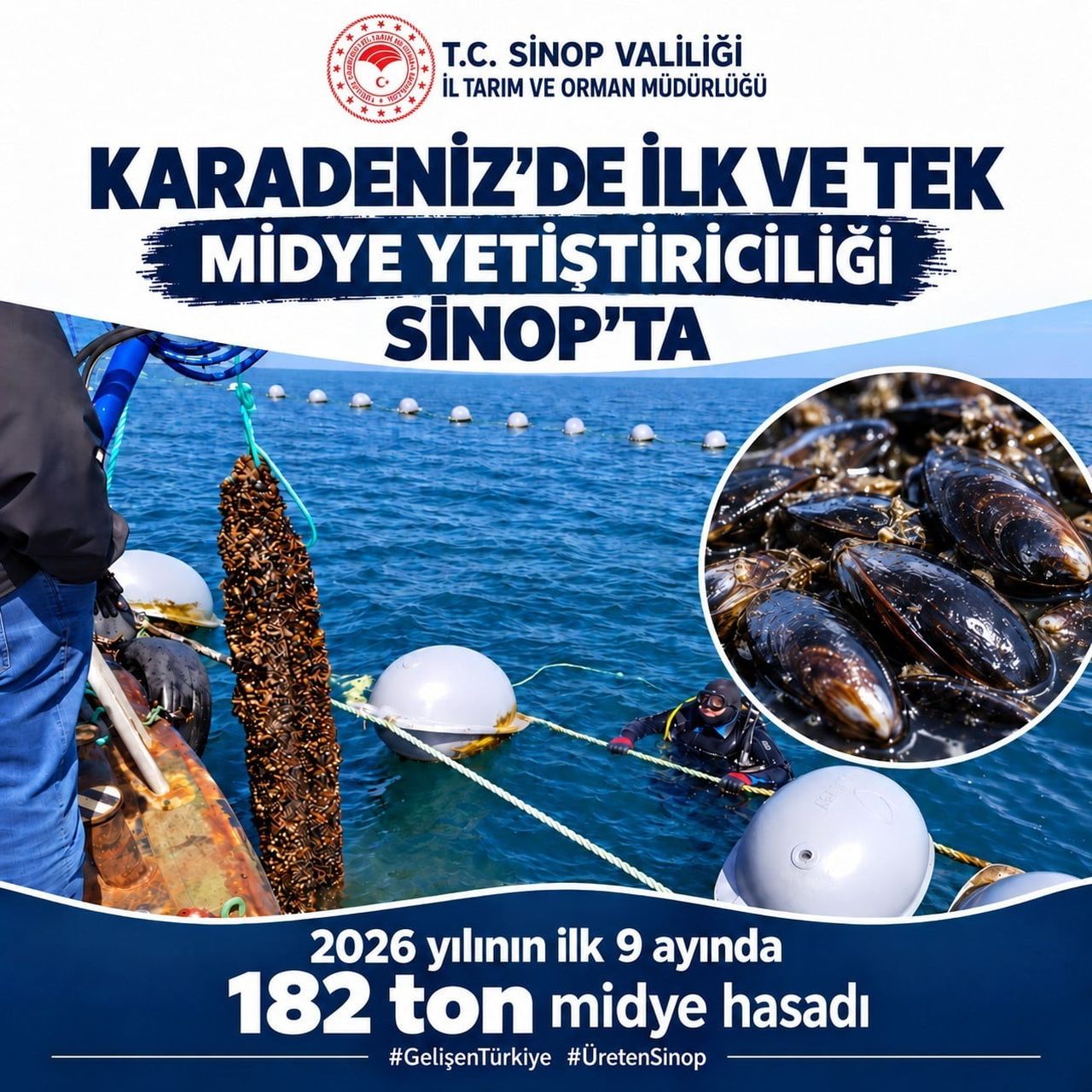 SİNOP’TA YILIN İLK 9 AYINDA 182 TON MİDYE HASADI GERÇEKLEŞTİRİLDİĞİ BİLDİRİLDİ.