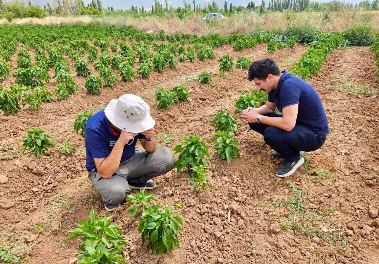 AFYONKARAHİSAR'IN BAŞMAKÇI İLÇESİNDE, SEBZE ÜRETİM ALANLARINDA HASTALIK VE ZARARLI ETMENLERE...