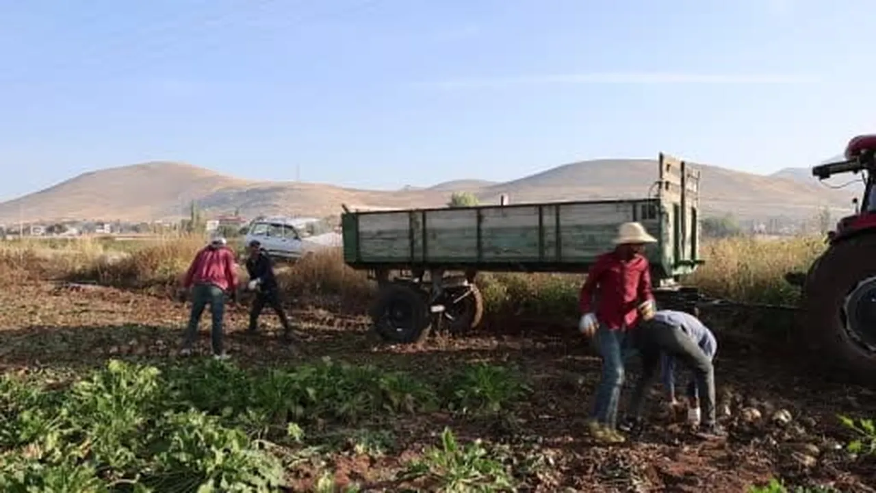Kahramanmaraş'ta şeker pancarı hasadı başladı