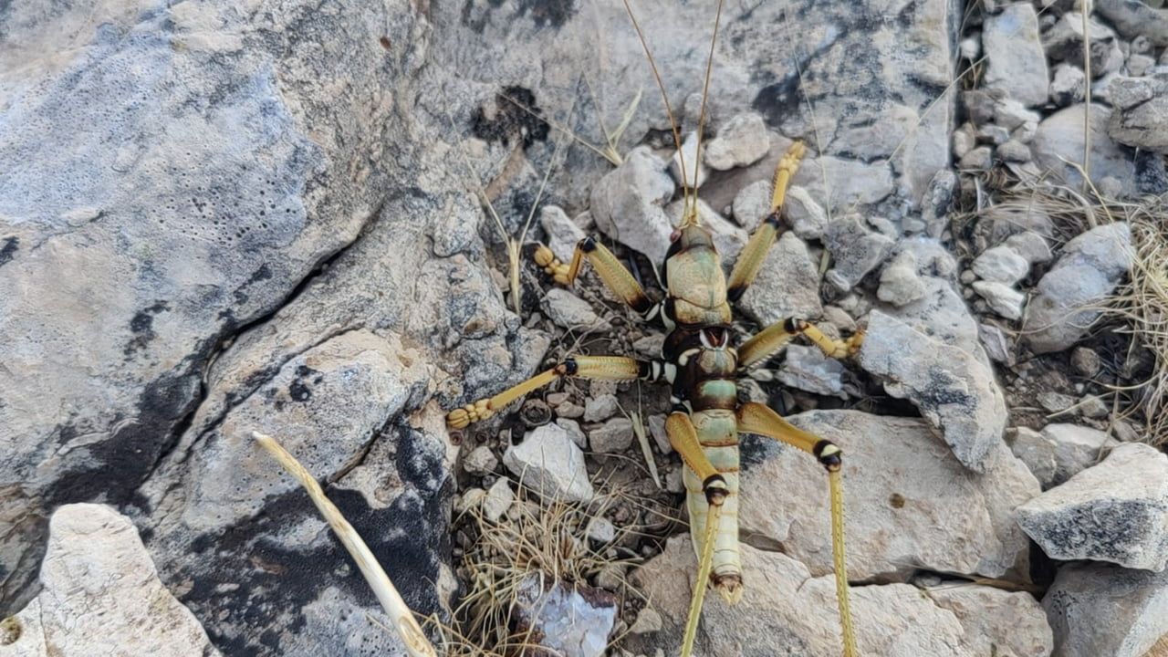 ADIYAMAN'DA VATANDAŞLAR TARAFINDAN GÖRÜLEN ÇEKİRGE ŞAŞIRTTI.