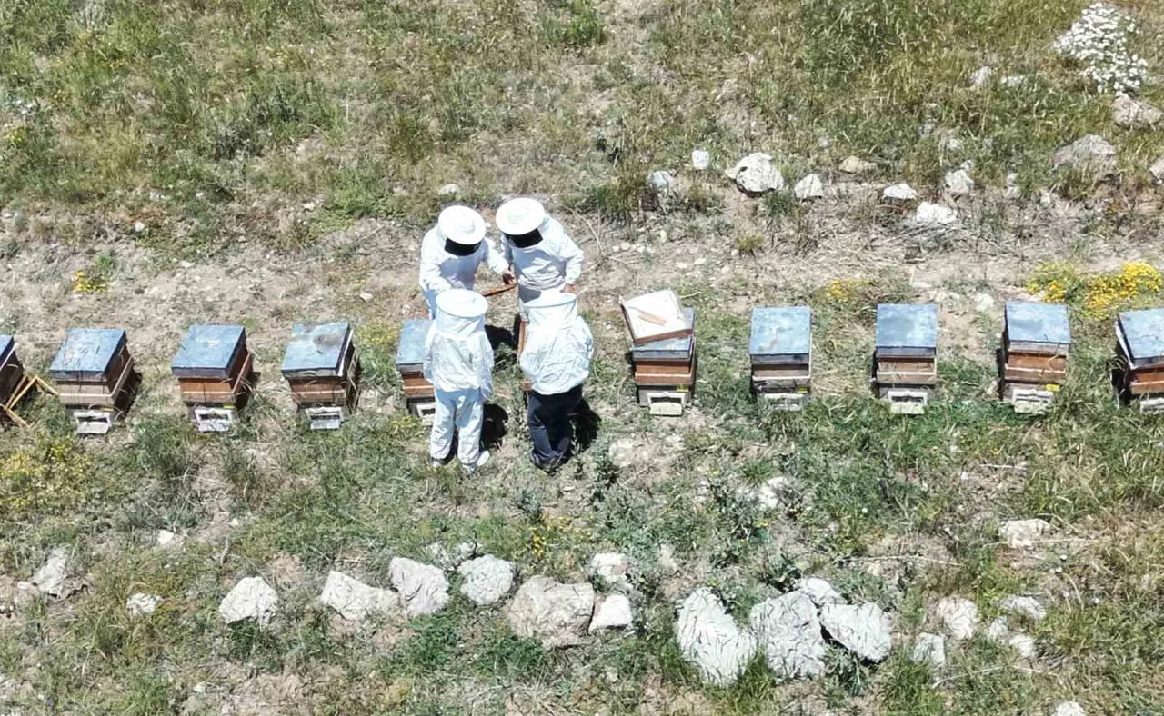 ERZİNCAN’DA KOVANLAR BAL DOLDU, ARICILAR HASADI BEKLİYOR