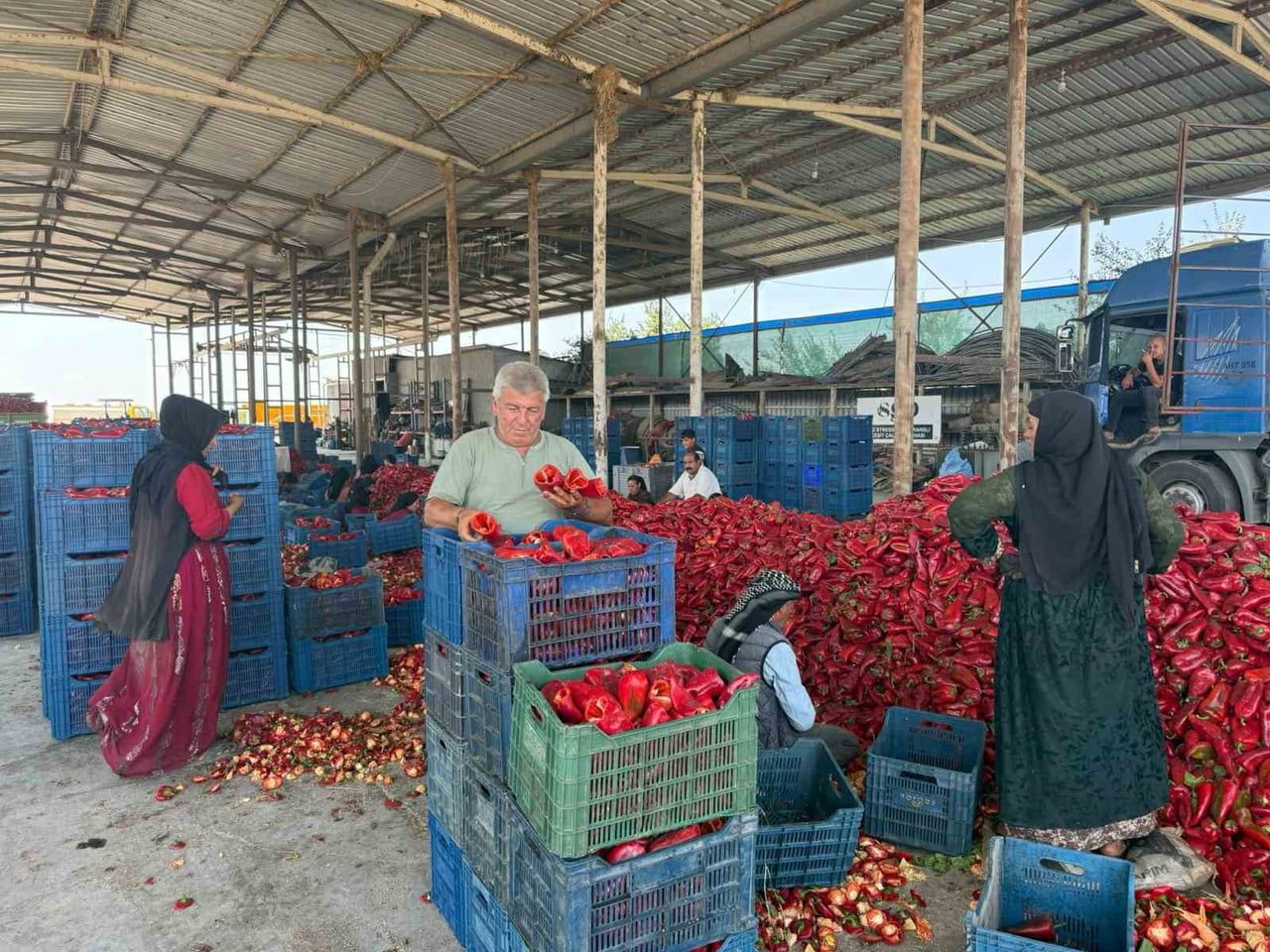 TÜRKİYE'NİN EN ÖNEMLİ TARIM MERKEZLERİNDEN KARACABEY OVASI'NDA KAPYA BİBER ÜRETİCİLERİ, HASAT...