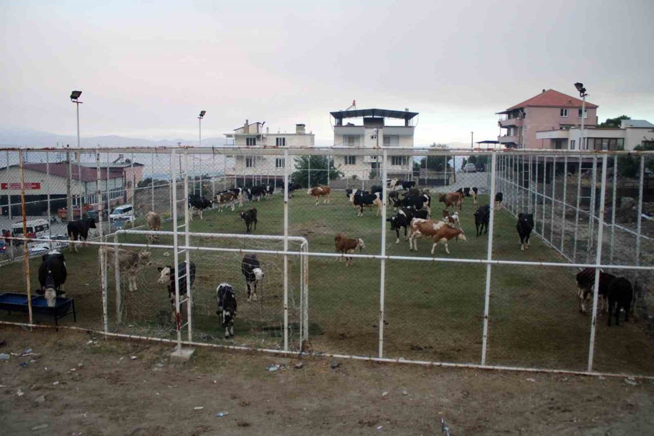 ALEVLERİN ULAŞTIĞI MAHALLEDE HAYVANLAR HALI SAHADA KORUMA ALTINA ALINDI