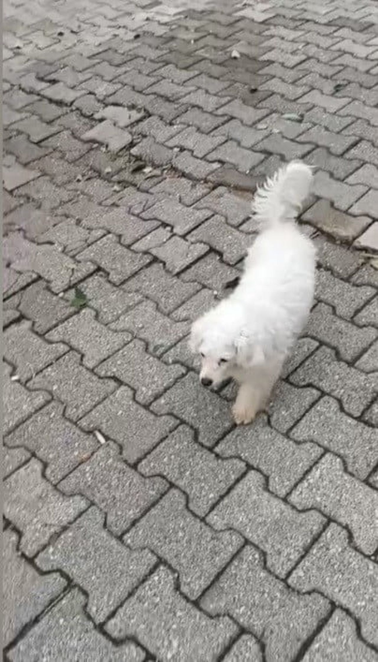 OSMANİYE'NİN KADİRLİ İLÇESİNDE MOTOSİKLETLİ KİŞİLERCE EVİN BAHÇESİNDEN ÇALINAN KÖPEK BULUNUP...
