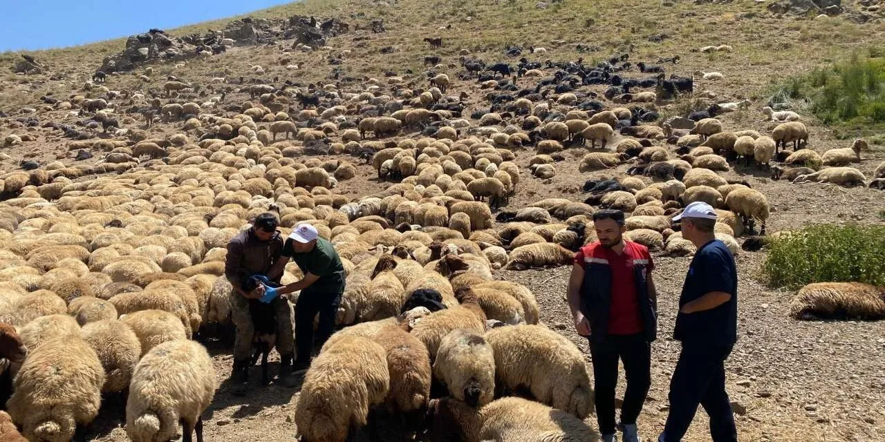 ŞIRNAK İL TARIM VE ORMAN MÜDÜRLÜĞÜ EKİPLERİ, KENT GENELİNDEKİ YAYLALARDA HAYVAN SAĞLIĞININ...