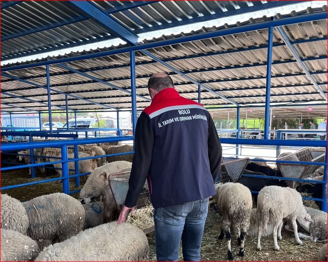 BOLU İL TARIM VE ORMAN MÜDÜRLÜĞÜ EKİPLERİ TARAFINDAN YAKLAŞAN KURBAN BAYRAMI ÖNCESİNDE, KURBAN...