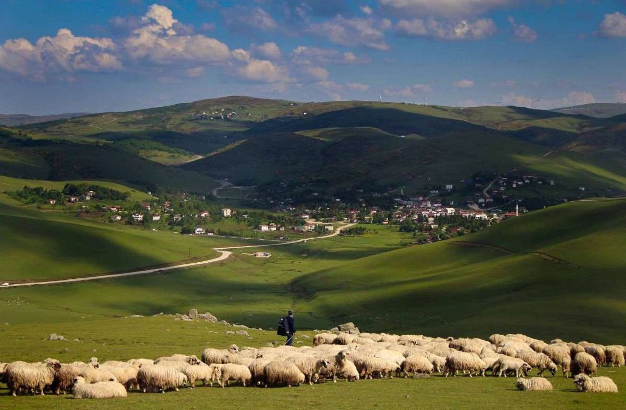 Buzağı desteği