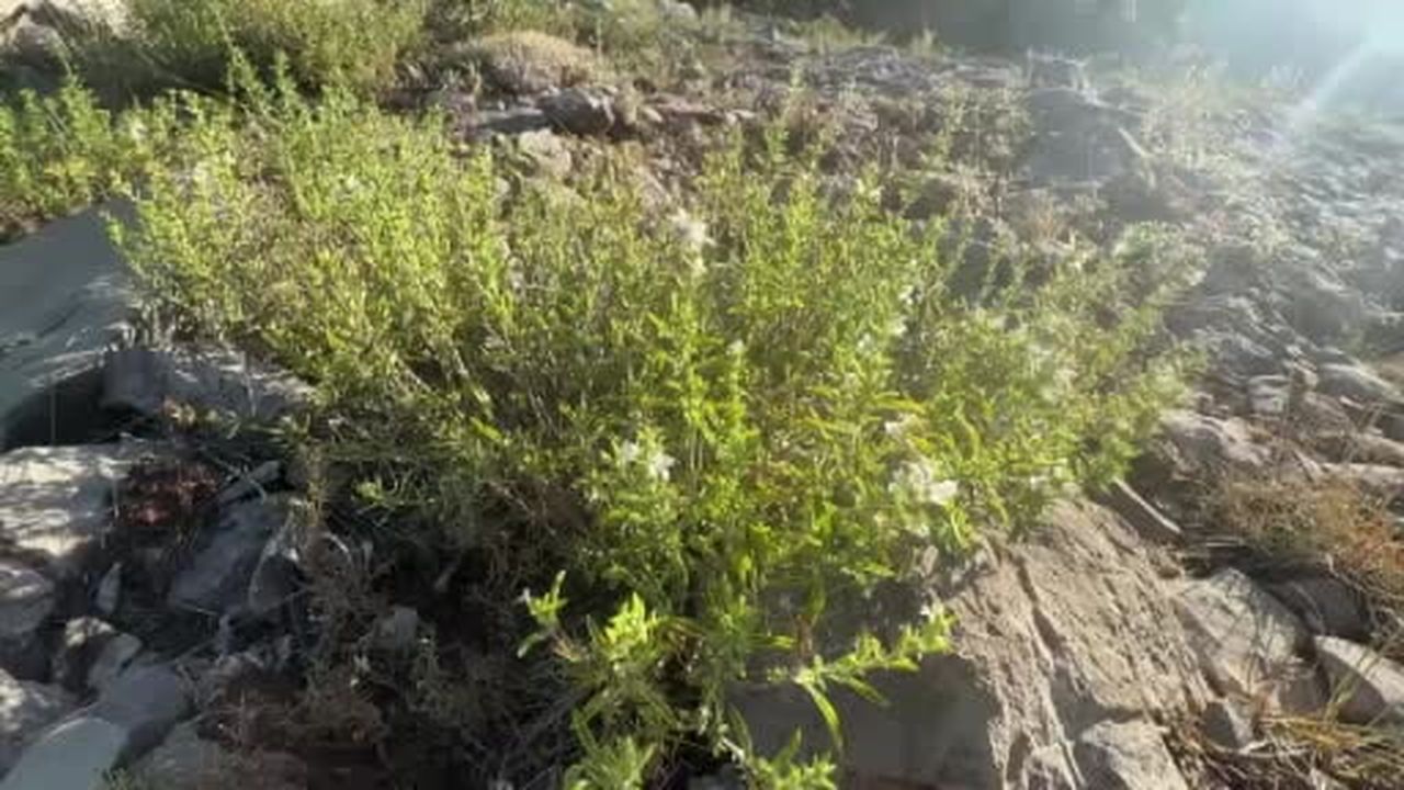 Toros Dağları'nda kekik mesaisi başladı, demeti 50 liradan satılıyor