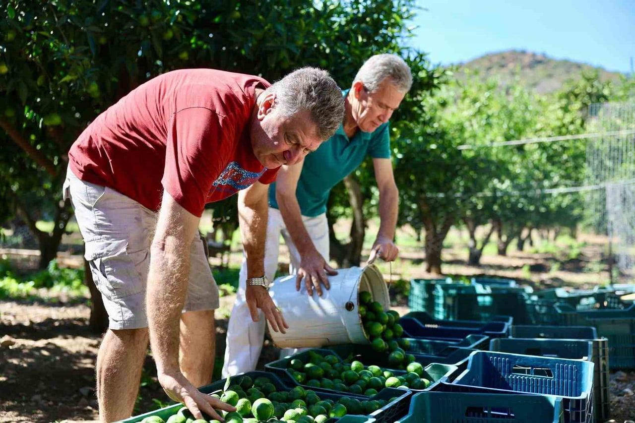 BODRUM’DA 104 ÜRETİCİDEN 62,5 TON YEŞİL MANDALİN ALINDI